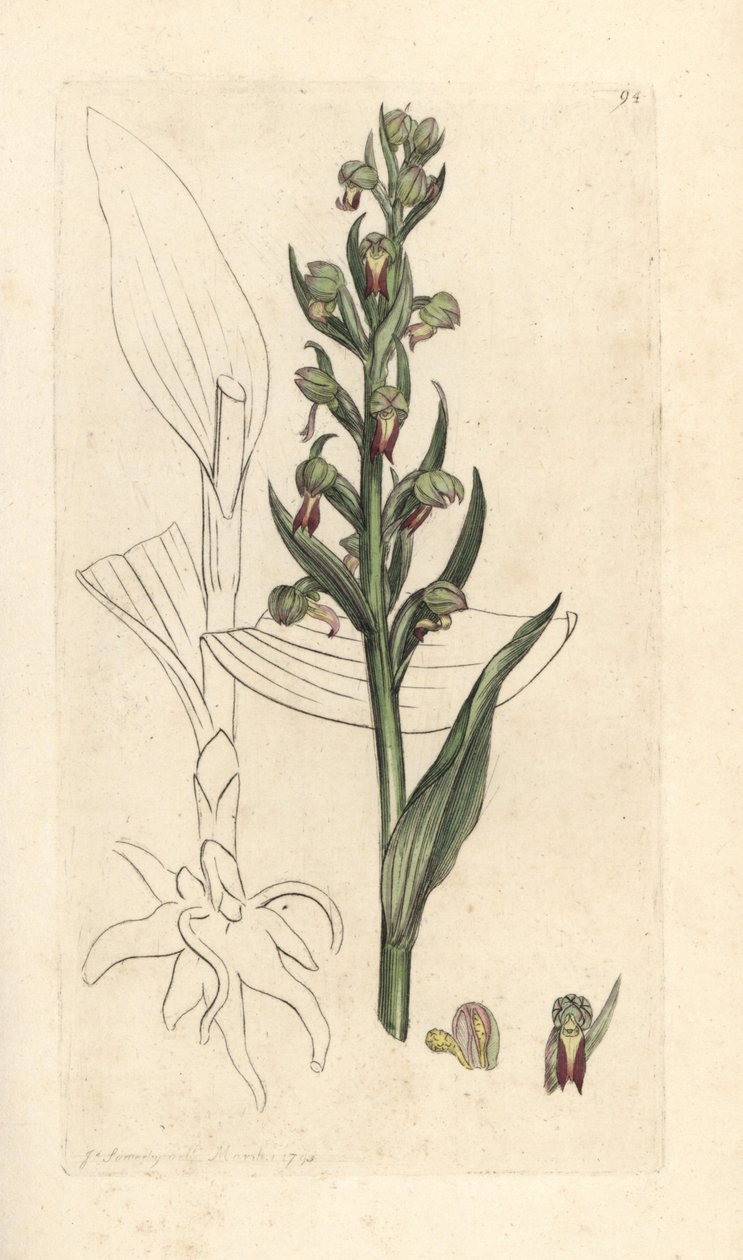 Kikkerorchis, Dactylorhiza viridis. Handgekleurde kopergravure naar een illustratie van James Sowerby uit James Smith