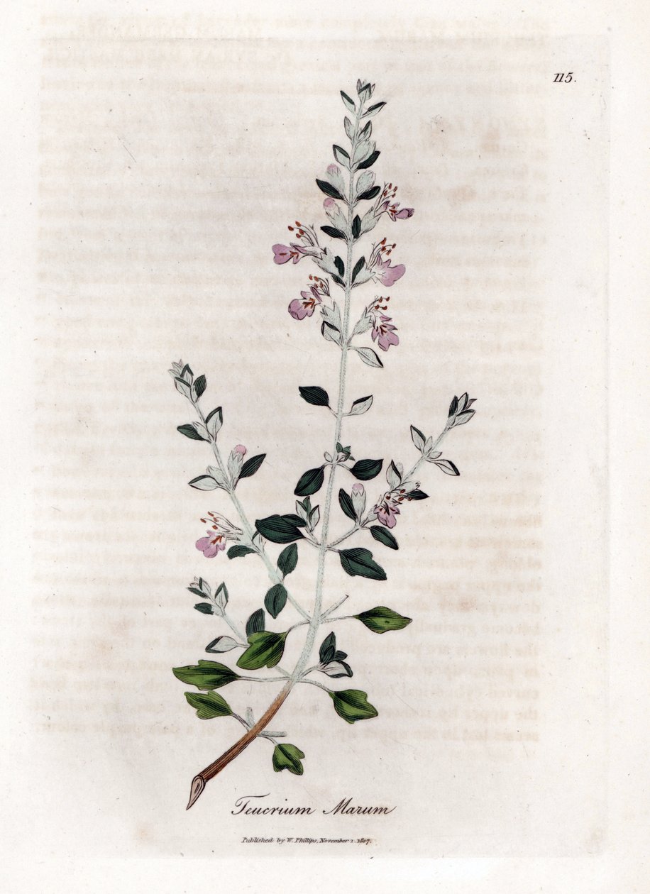 Kattenkruid, Teucrium marum. Illustratie van James Sowerby uit William Woodville en Sir William Jackson Hooker