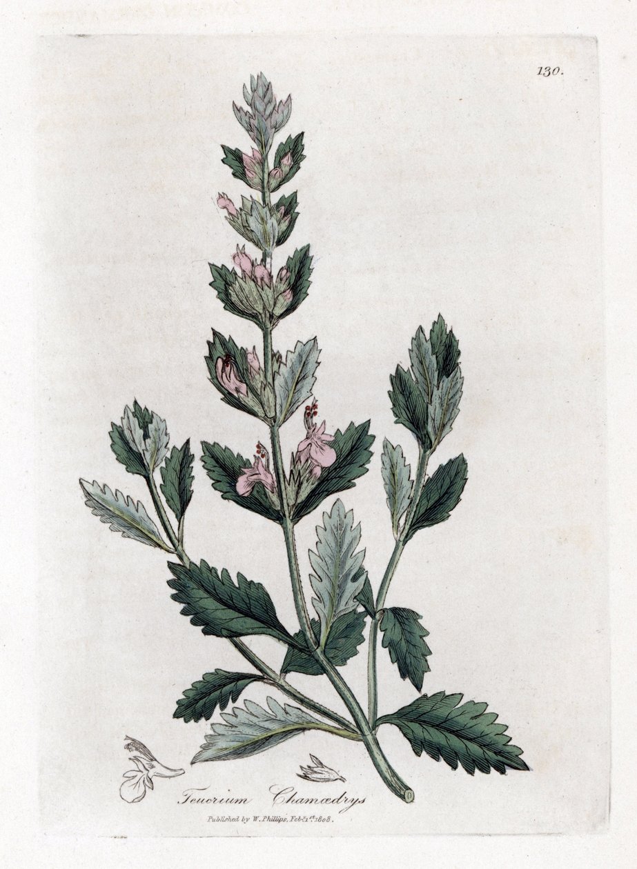 Eikvaren - Eikvaren, Teucrium chamaedrys. Handgekleurde kopergravure uit een botanische illustratie door James Sowerby uit William Woodville en Sir William Jackson Hooker