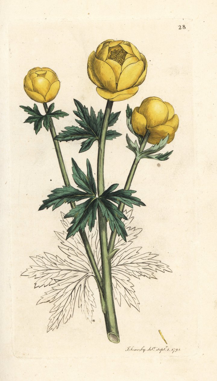 Kogelbloem, Trollius europaeus. Illustratie van James Sowerby uit James Smith