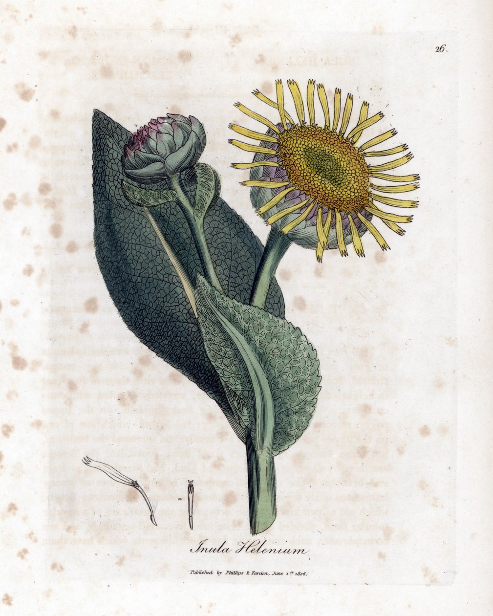Grote Alant - Alant, Inula helenium. Handgekleurde kopergravure uit een botanische illustratie door James Sowerby uit William Woodville en Sir William Jackson Hooker