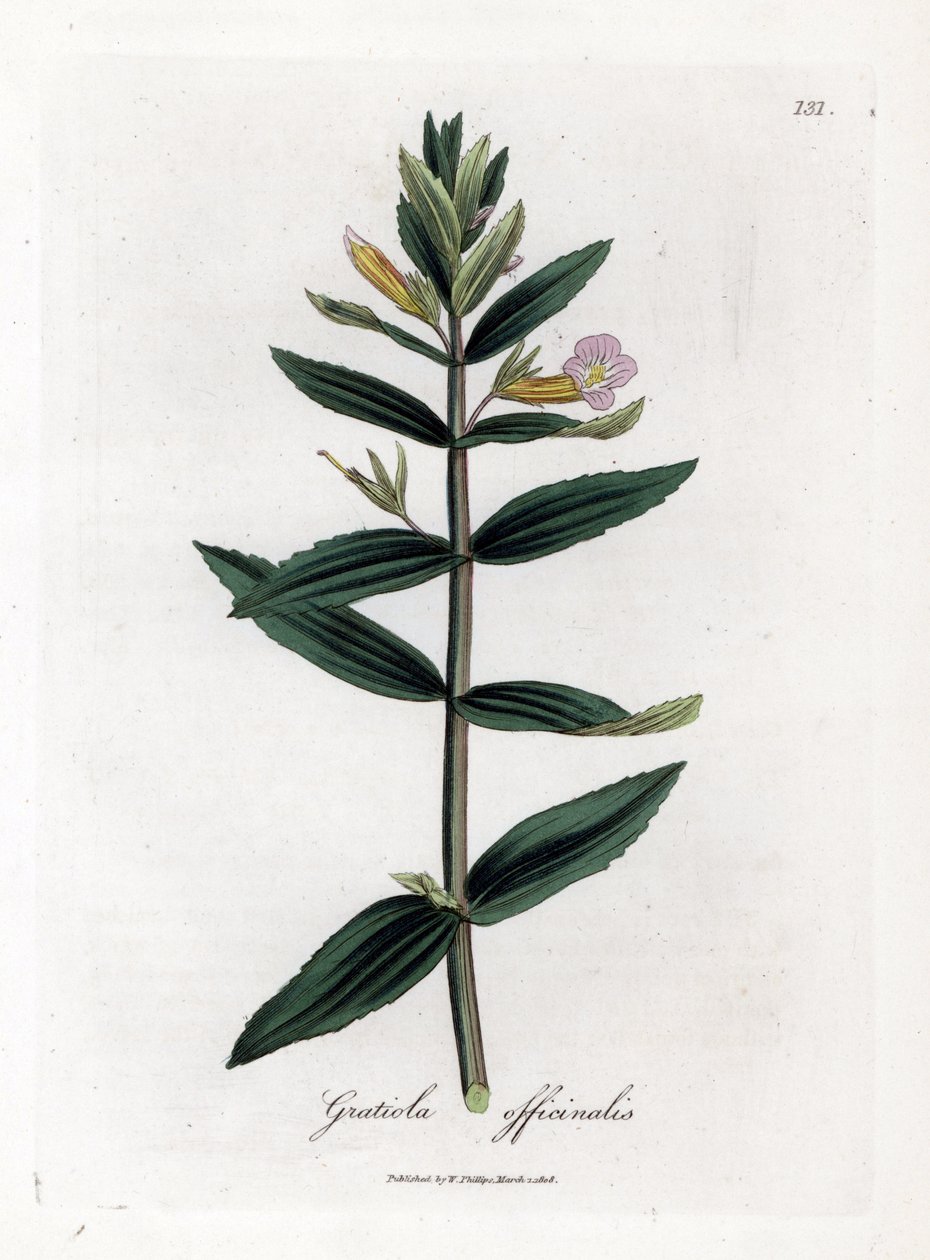 Gratiole officinale - Heggenhysop, Gratiola officinalis. Handgekleurde kopergravure uit een botanische illustratie van James Sowerby uit William Woodville en Sir William Jackson Hooker
