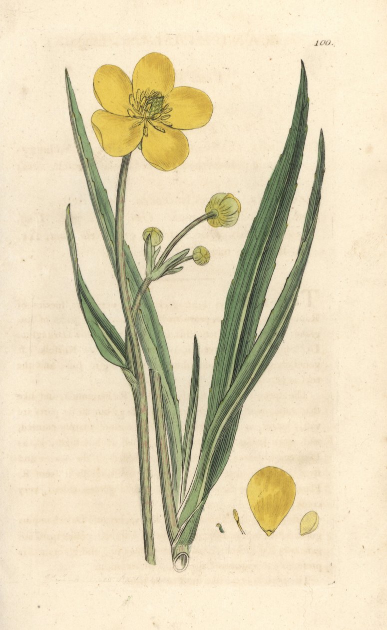 Grote speerwortel, Ranunculus lingua door James Sowerby