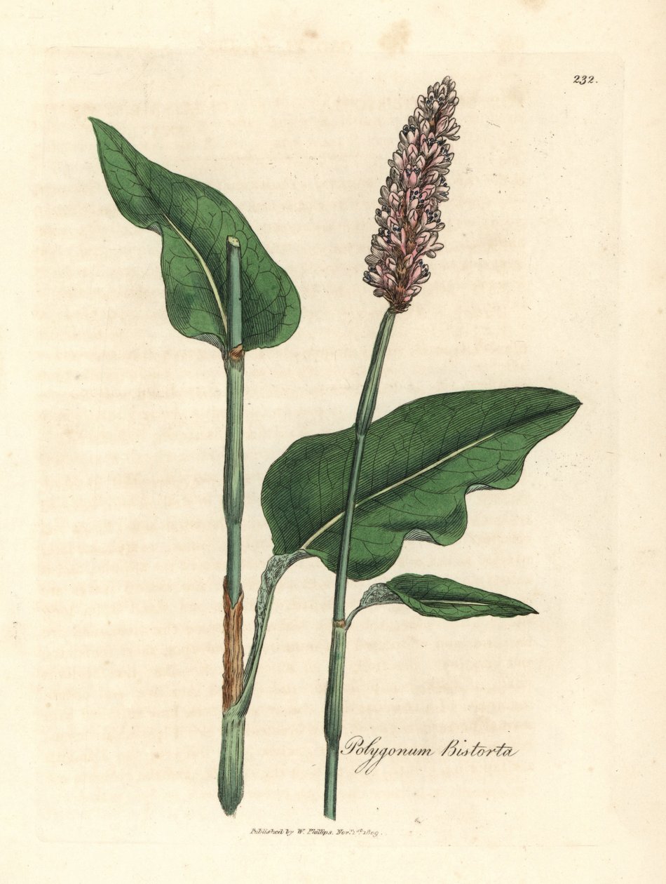 Adderwortel, Polygonum bistorta door James Sowerby