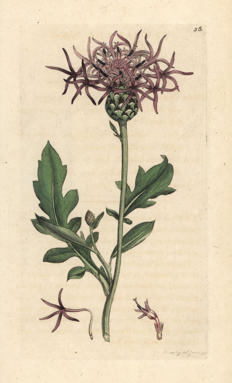 Grote centaurie, Centaurea scabiosa. Handgekleurde kopergravure naar een illustratie door James Sowerby uit James Smith