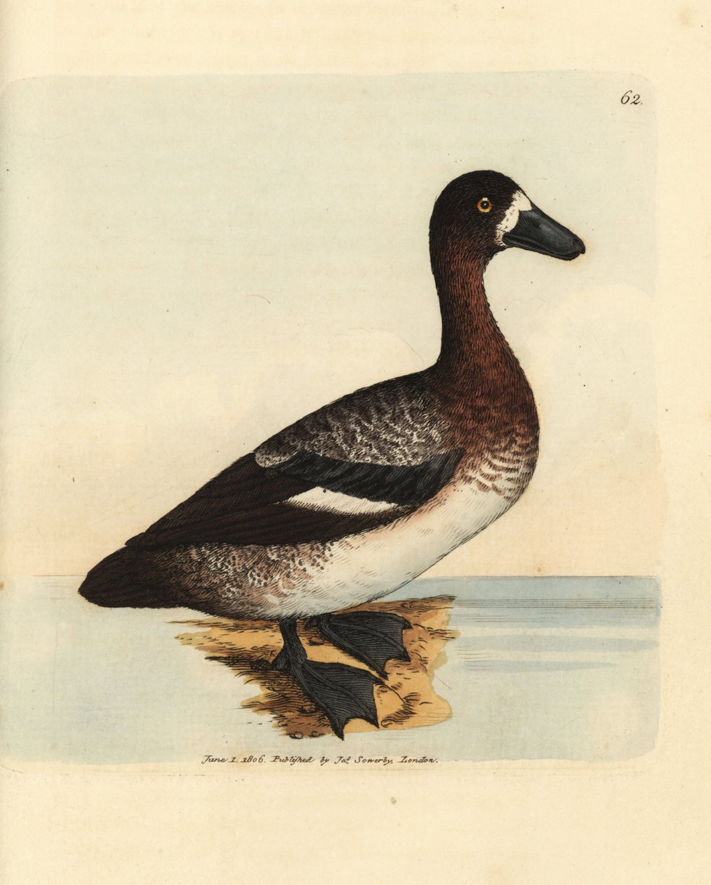 Grote tafeleend, Aythya marila, vrouwtje (Witwang eend, Anas fraenata). Handgekleurde kopergravure door James Sowerby uit The British Miscellany, of Coloured figures of new, rare, or little known animal subjects. door James Sowerby
