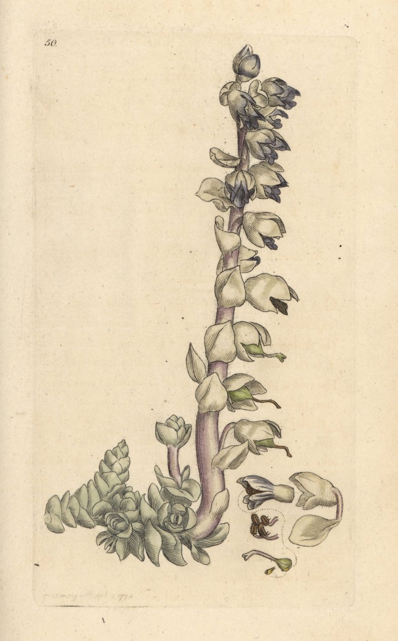 Grote schubwortel, Lathraea squamaria. Handgekleurde kopergravure naar een illustratie van James Sowerby uit James Smith