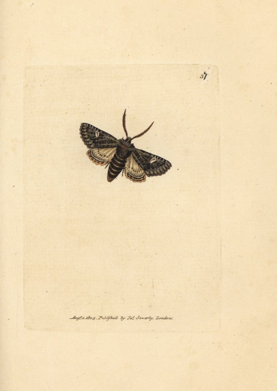 Groen-gestippelde stipmot, Valeria oleagina (Phalaena Bombyx oleagina) door James Sowerby