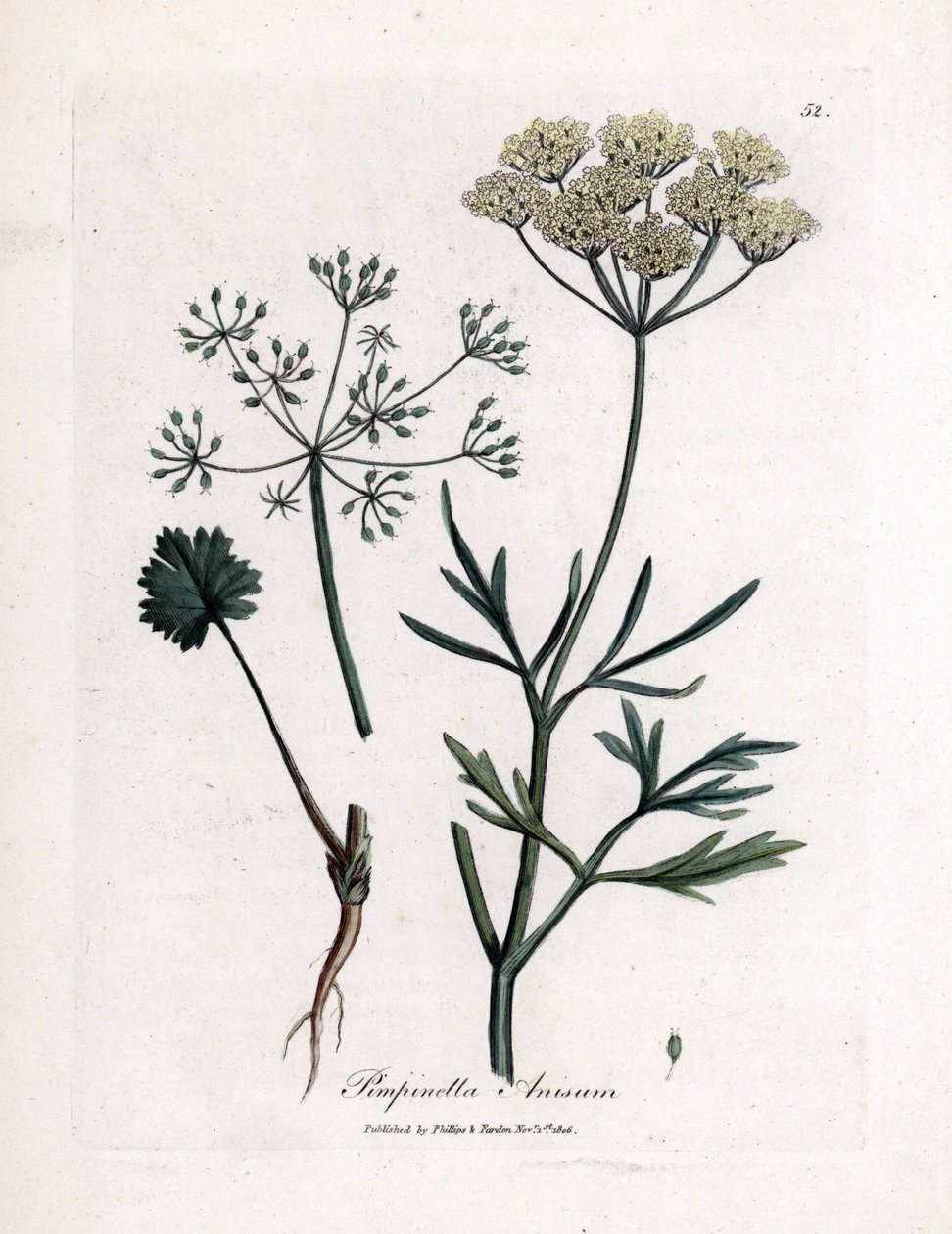Groene anijs (Pimpinella anisum) door James Sowerby