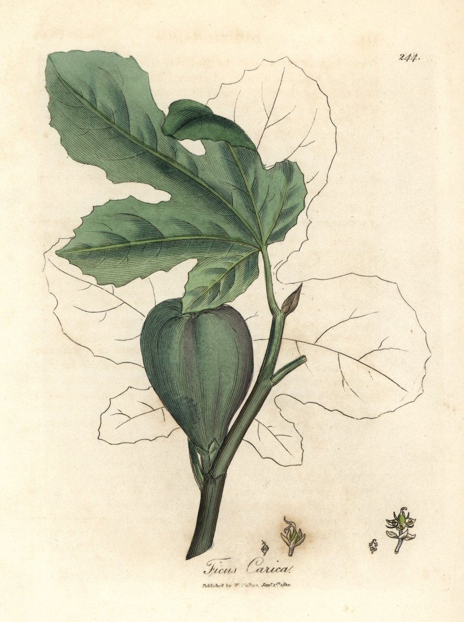 Groene vijg, vrucht, bladeren, bladomtrek, Ficus carica door James Sowerby