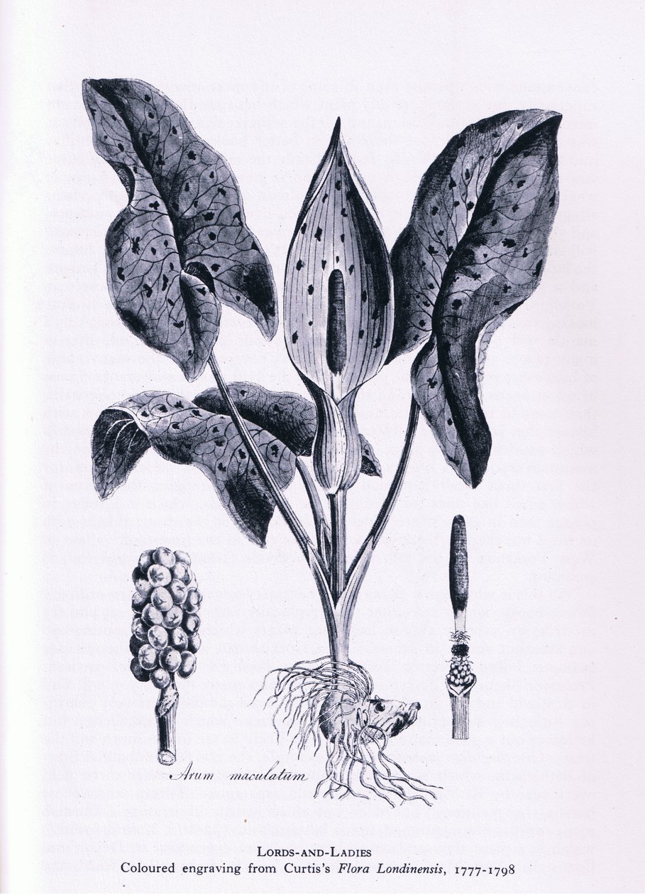 Eenbes, Natuur in Groot-Brittannië uitgegeven door Collins, 1946 door James Sowerby