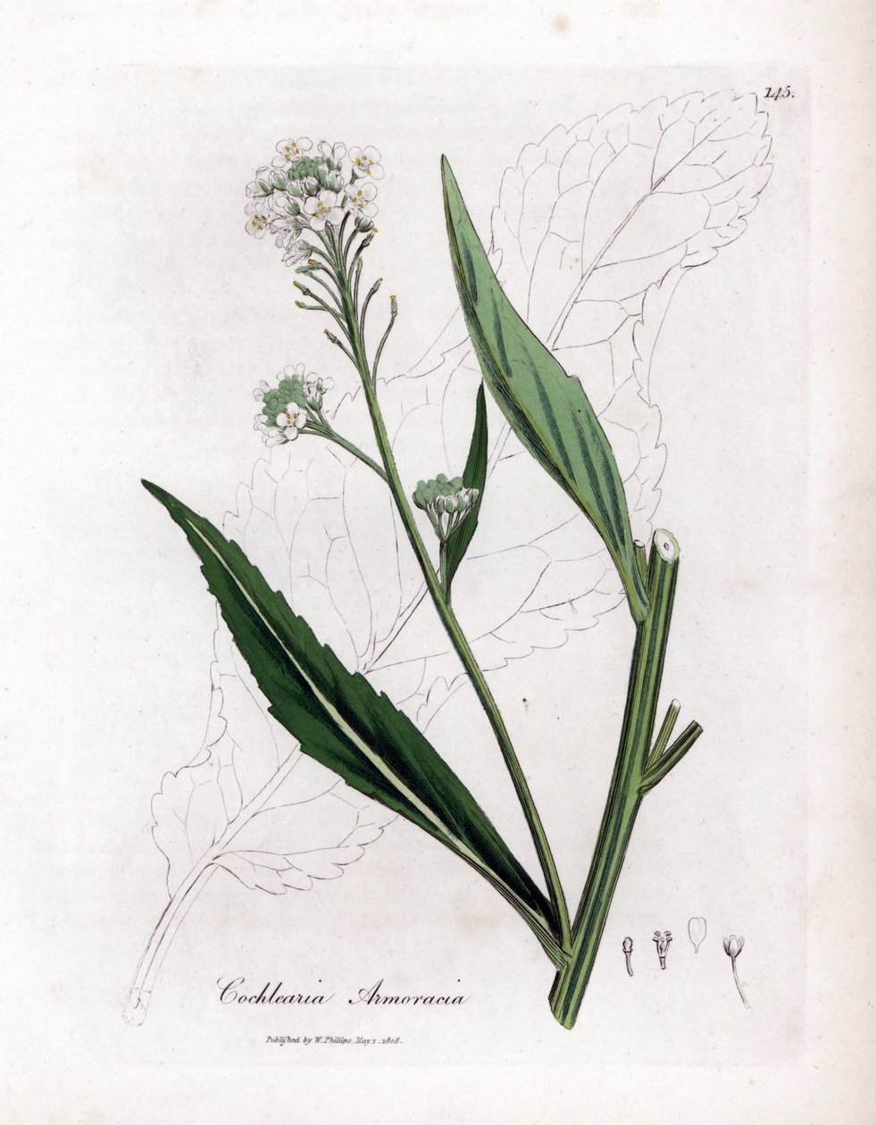 Mierikswortel of cranson - Mierikswortel, Armoracia rusticana. Handgekleurde kopergravure uit een botanische illustratie door James Sowerby uit William Woodville en Sir William Jackson Hooker