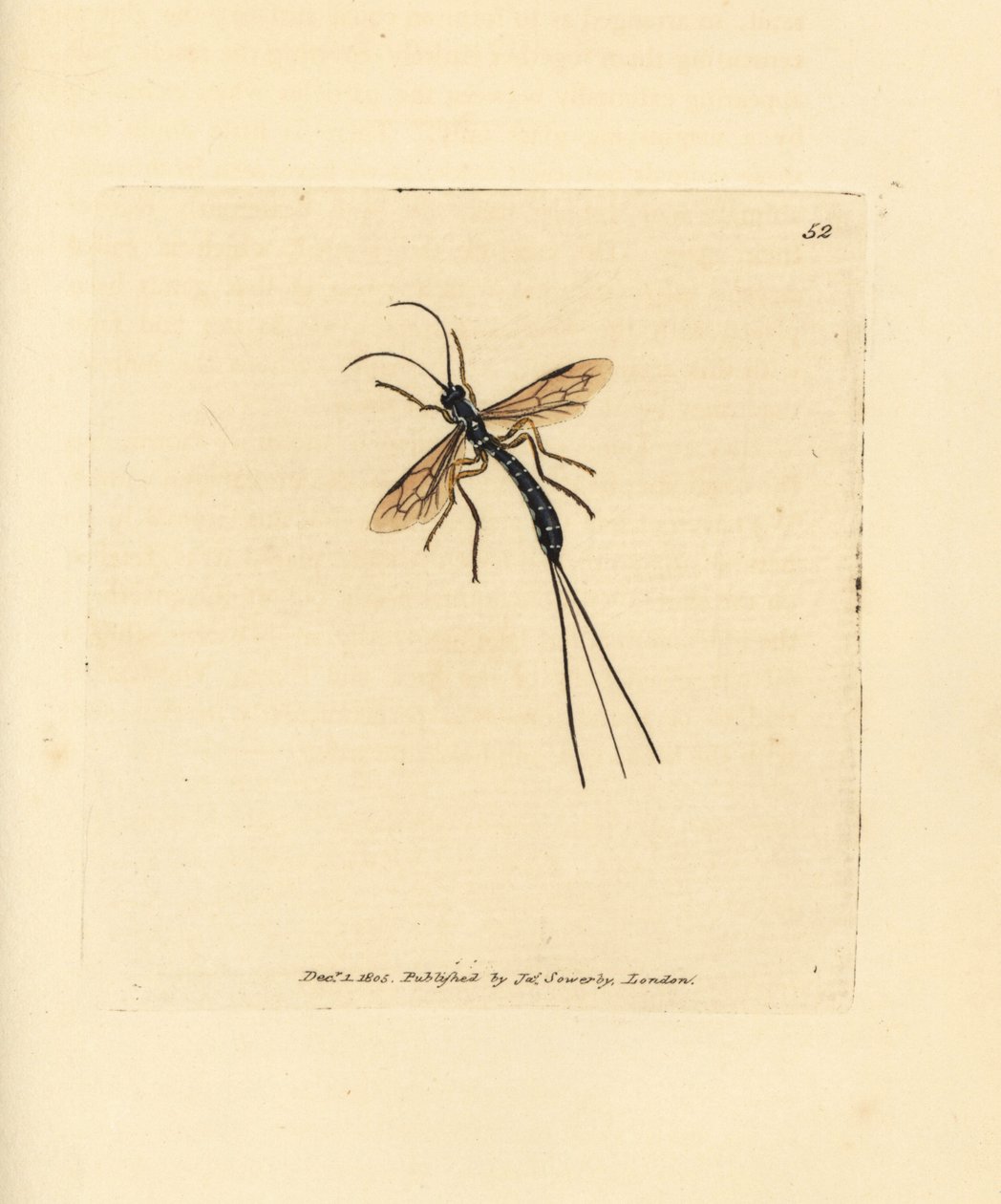 Sluipwesp, Rhyssa persuasoria door James Sowerby
