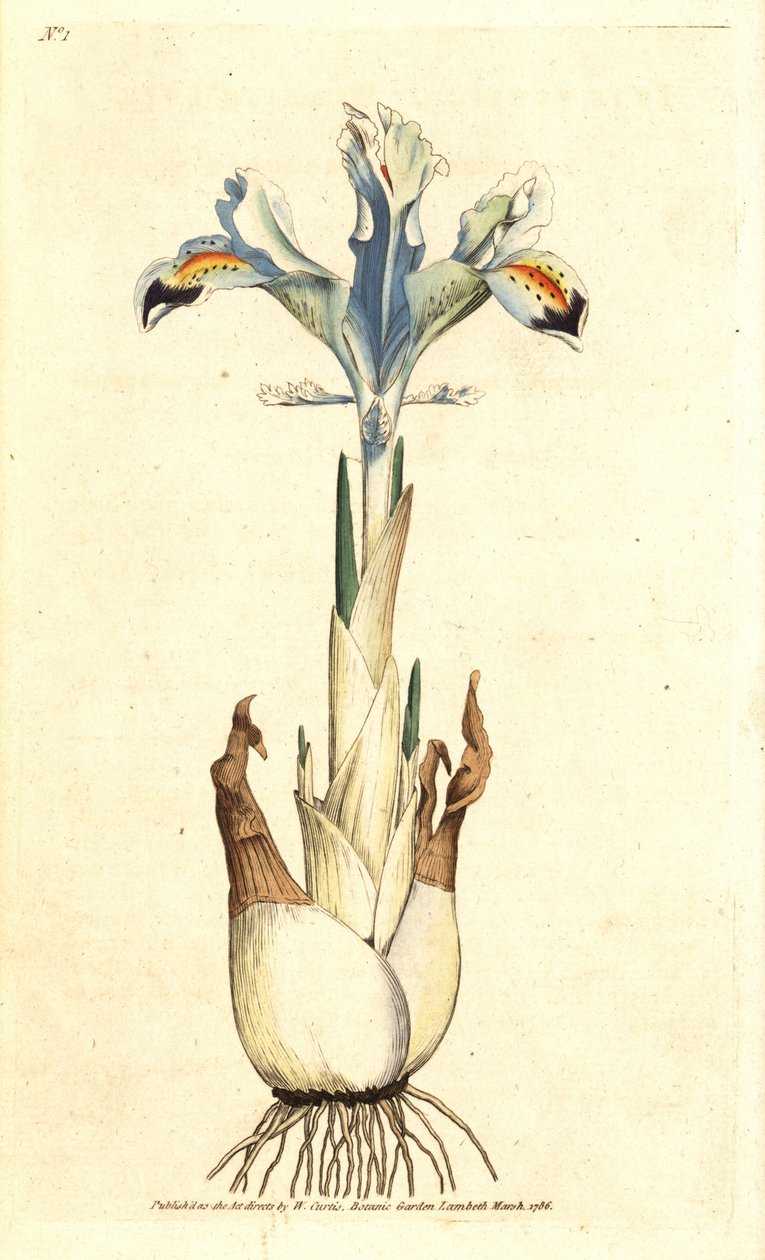 Perzische iris, Iris persica. Illustratie van James Sowerby uit William Curtis