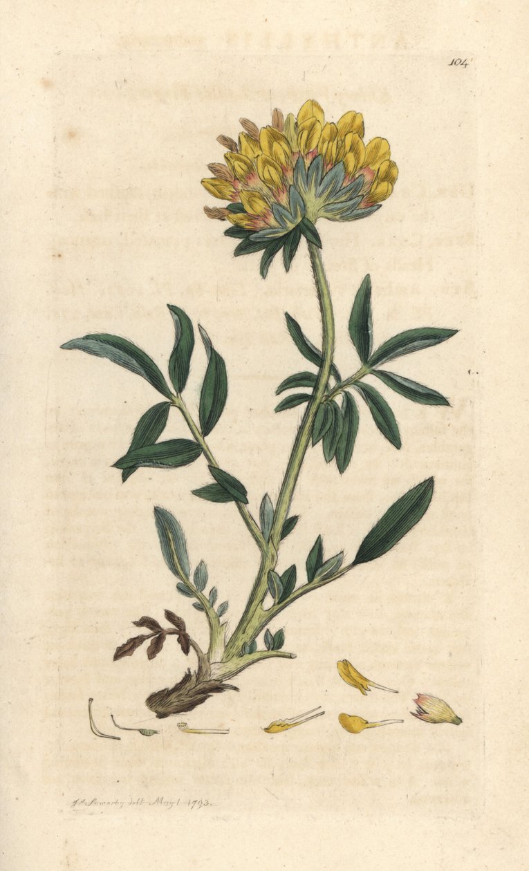 Wondklaver, Anthyllis vulneraria door James Sowerby