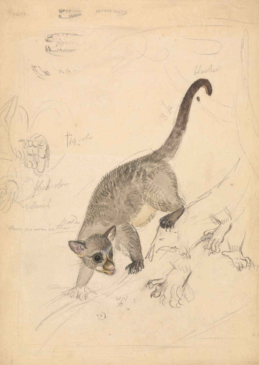Kinkajou door James Sowerby