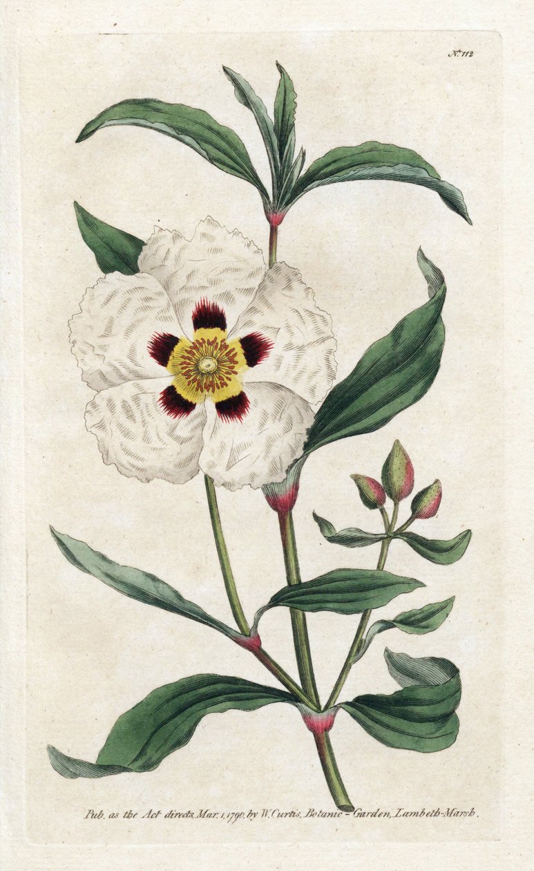 Ladanifere of Ledon Cistus - Lithografie door James Sowerby (1757-1822), uit het Botanical Magazine door William Curtis (1746-1799) door James Sowerby
