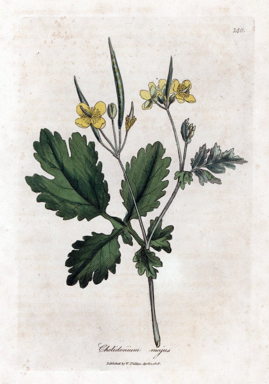 Grote Chelidoine of grote licht - Grote stinkende gouwe, Chelidonium majus. Handgekleurde kopergravure uit een botanische illustratie door James Sowerby uit William Woodville en Sir William Jackson Hooker