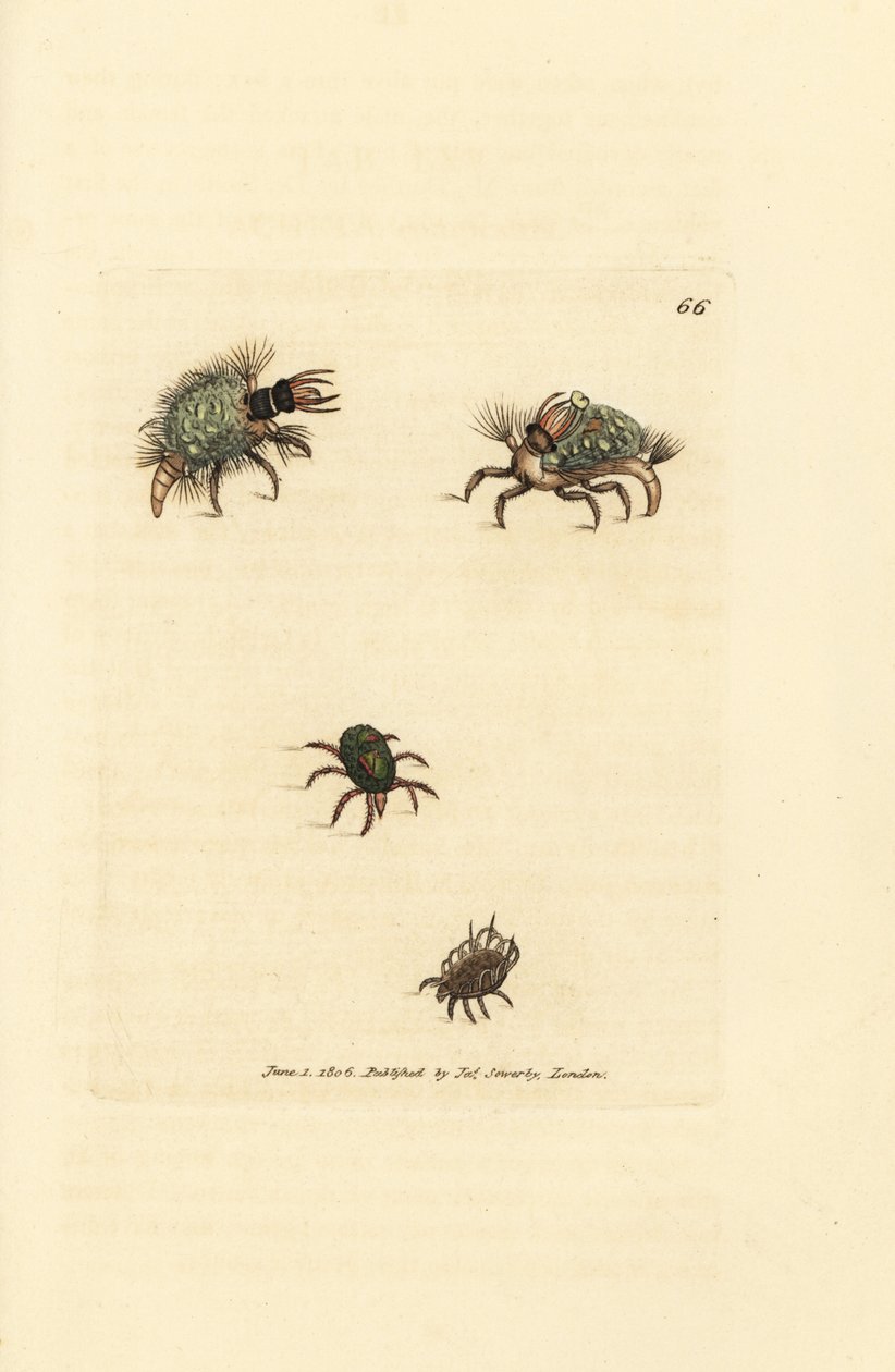 Larve van de Hemerobius (gaasvlieg) bedekt met korstmos, met mijt, Acarus amictus en kleine mandmijt, Acarus corbicula door James Sowerby