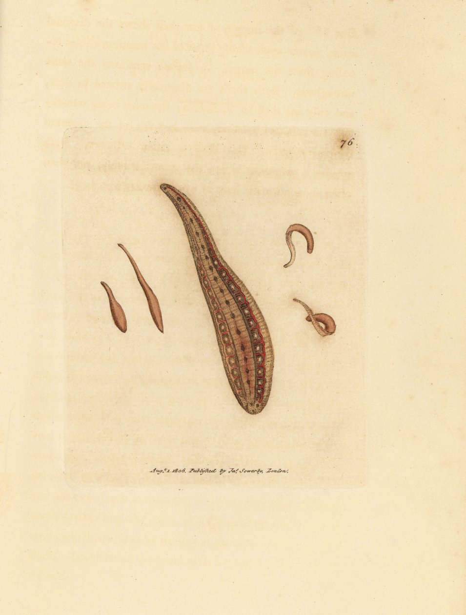 Bloedzuiger, Hirudo circulans door James Sowerby