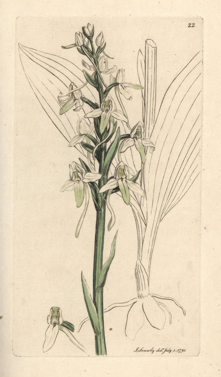 Kleine vlinderorchis, Platanthera bifolia (Orchis bifolia) door James Sowerby