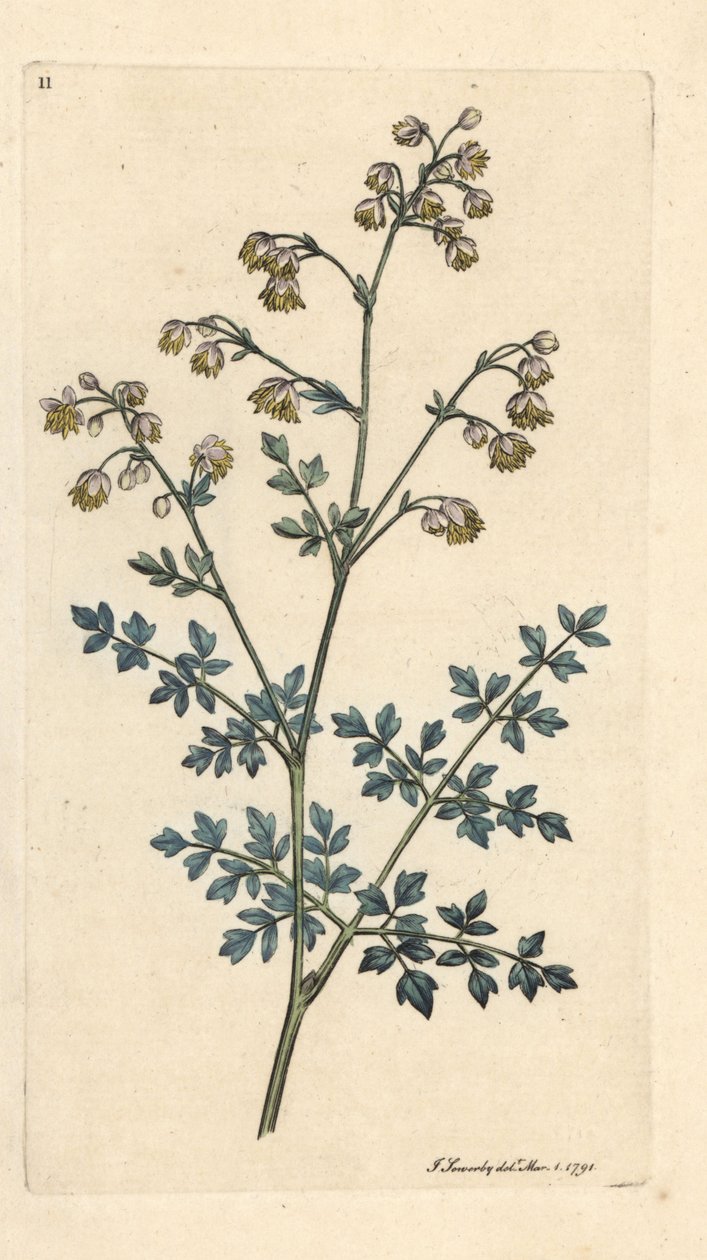 Kleine ruit, Thalictrum minus. Handgekleurde kopergravure naar een illustratie van James Sowerby uit James Smith