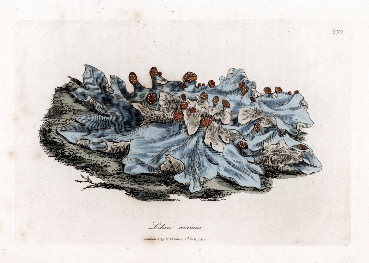 Lichen variëteit - Asgekleurde levermos, Lichen caninus. Handgekleurde kopergravure uit een botanische illustratie door James Sowerby uit William Woodville en Sir William Jackson Hooker
