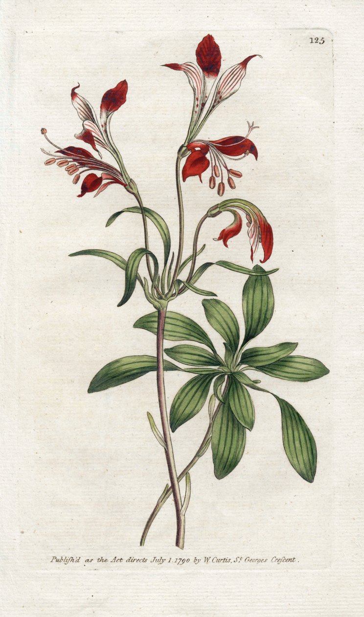Lelie van de Inca