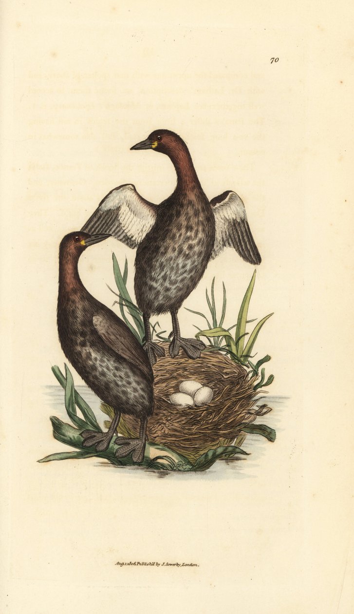 Dodaars, Tachybaptus ruficollis (Kleine zwartkinfuut, Colymbus hebridicus?). Paar op nest met drie eieren. Handgekleurde kopergravure door James Sowerby uit The British Miscellany, of Coloured figures of new, rare, or little known animal subjects. door James Sowerby