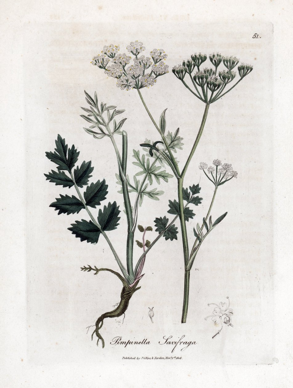 Pimpernel, Pimpinella saxifraga. Illustratie van James Sowerby uit William Woodville en Sir William Jackson Hooker