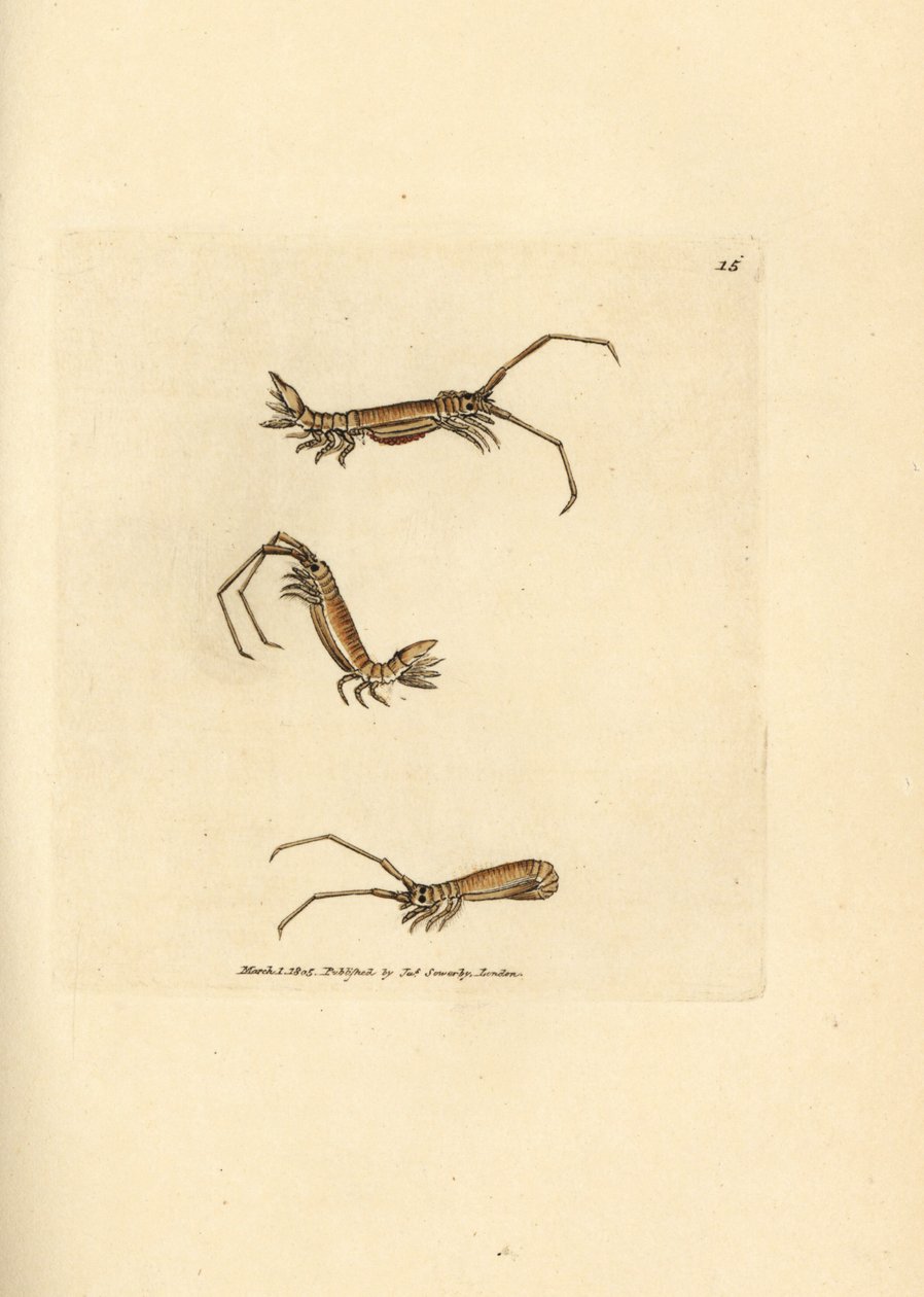 Langhoornpissebed, Astacilla longicornis. Illustratie van James Sowerby uit 