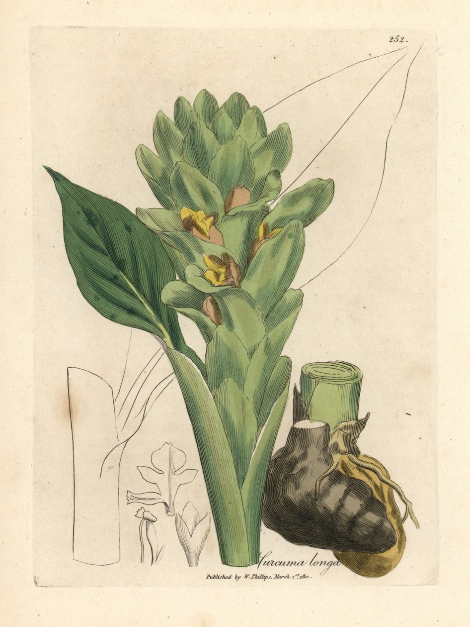 Langwortelige kurkuma, Curcuma longa door James Sowerby