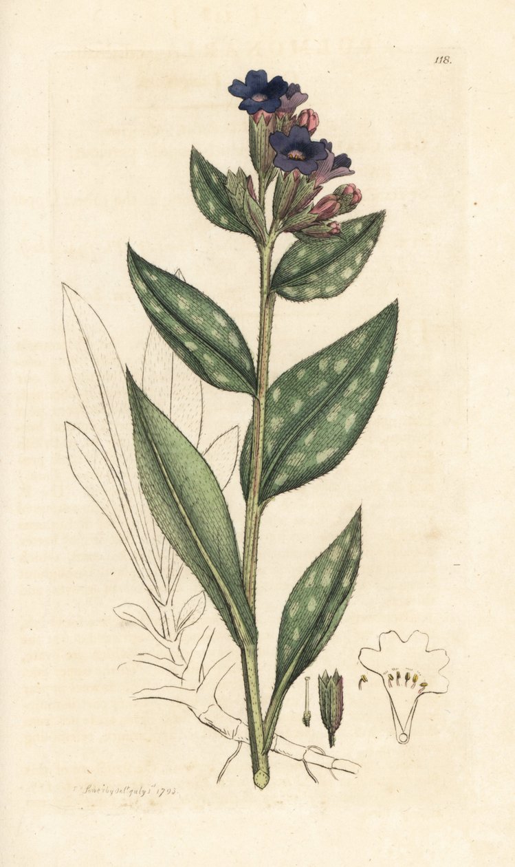 Longkruid, Pulmonaria officinalis. Handgekleurde kopergravure naar een illustratie van James Sowerby uit James Smith