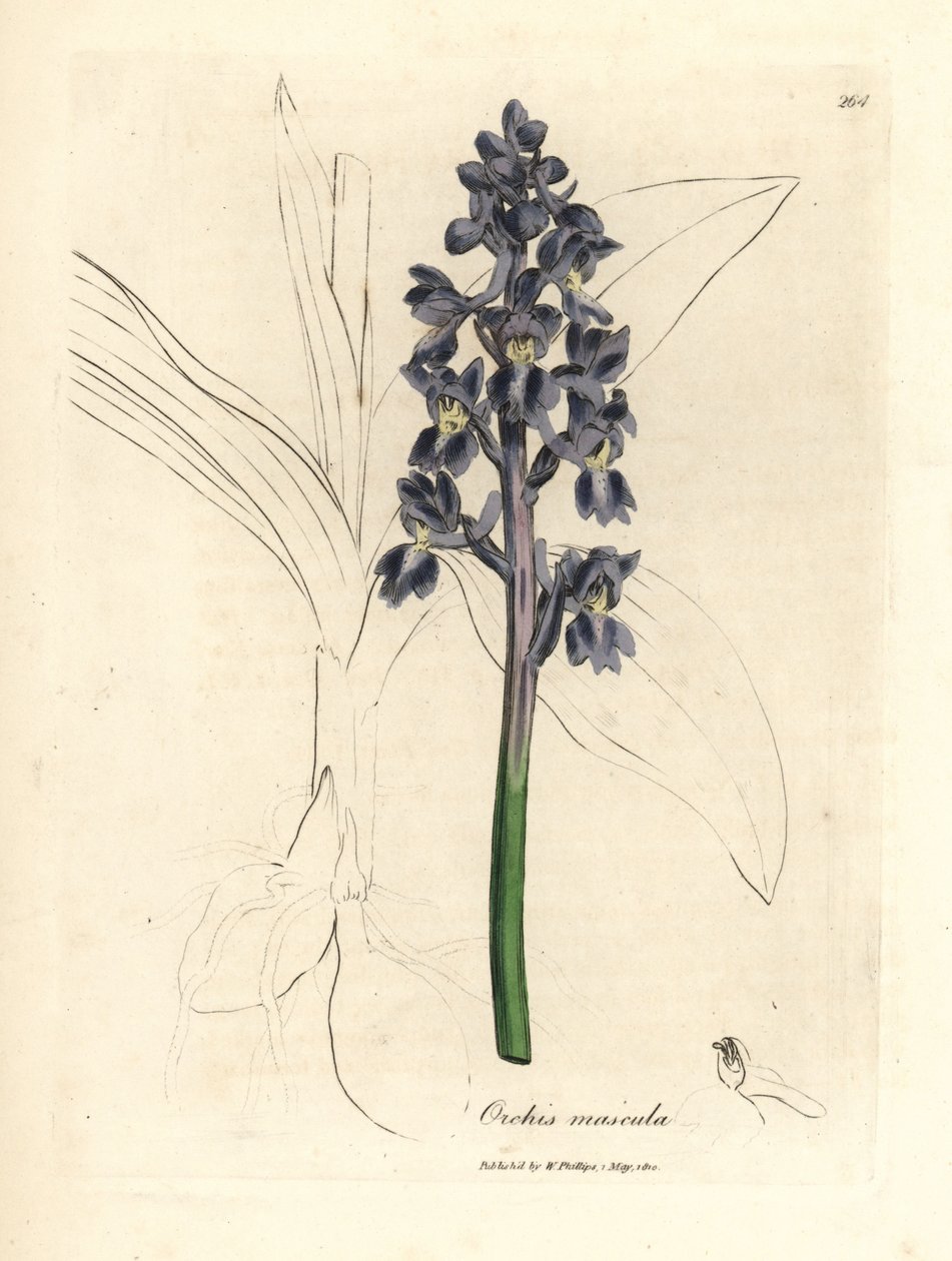 Mannelijke orchis, Orchis mascula door James Sowerby