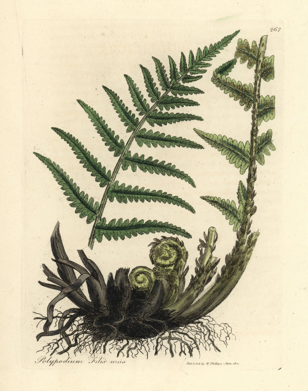 Mannelijke eikvaren, Polypodium filix mas door James Sowerby