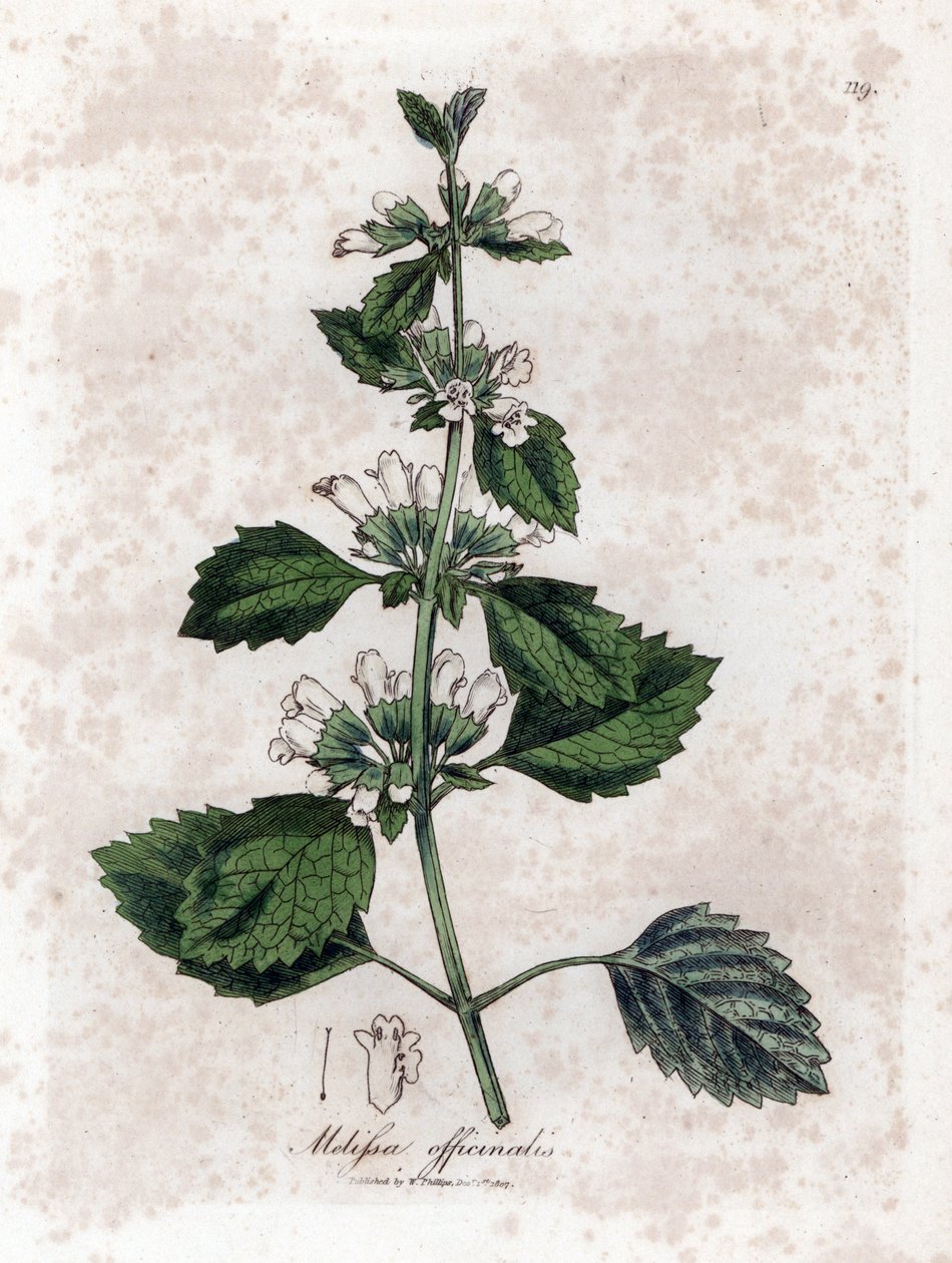 Citroenmelisse of melisse citroengras - Citroenmelisse, Melissa officinalis. Handgekleurde kopergravure uit een botanische illustratie door James Sowerby uit William Woodville en Sir William Jackson Hooker