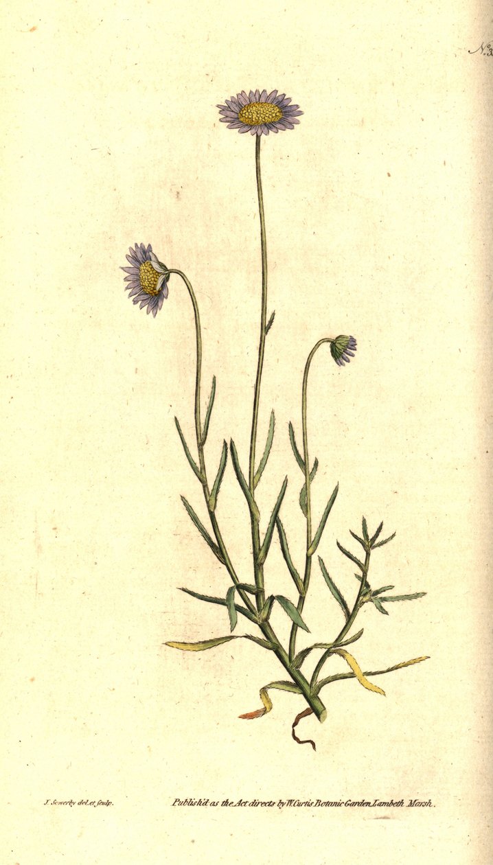 Reseda Aster - Felicia tenella (Borstelbladige aster, Aster tenellus) door James Sowerby
