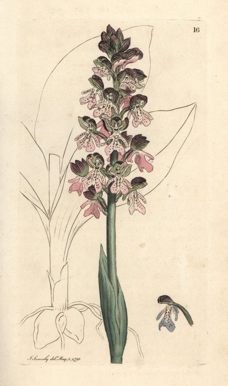 Militaire orchis, Orchis militaris door James Sowerby