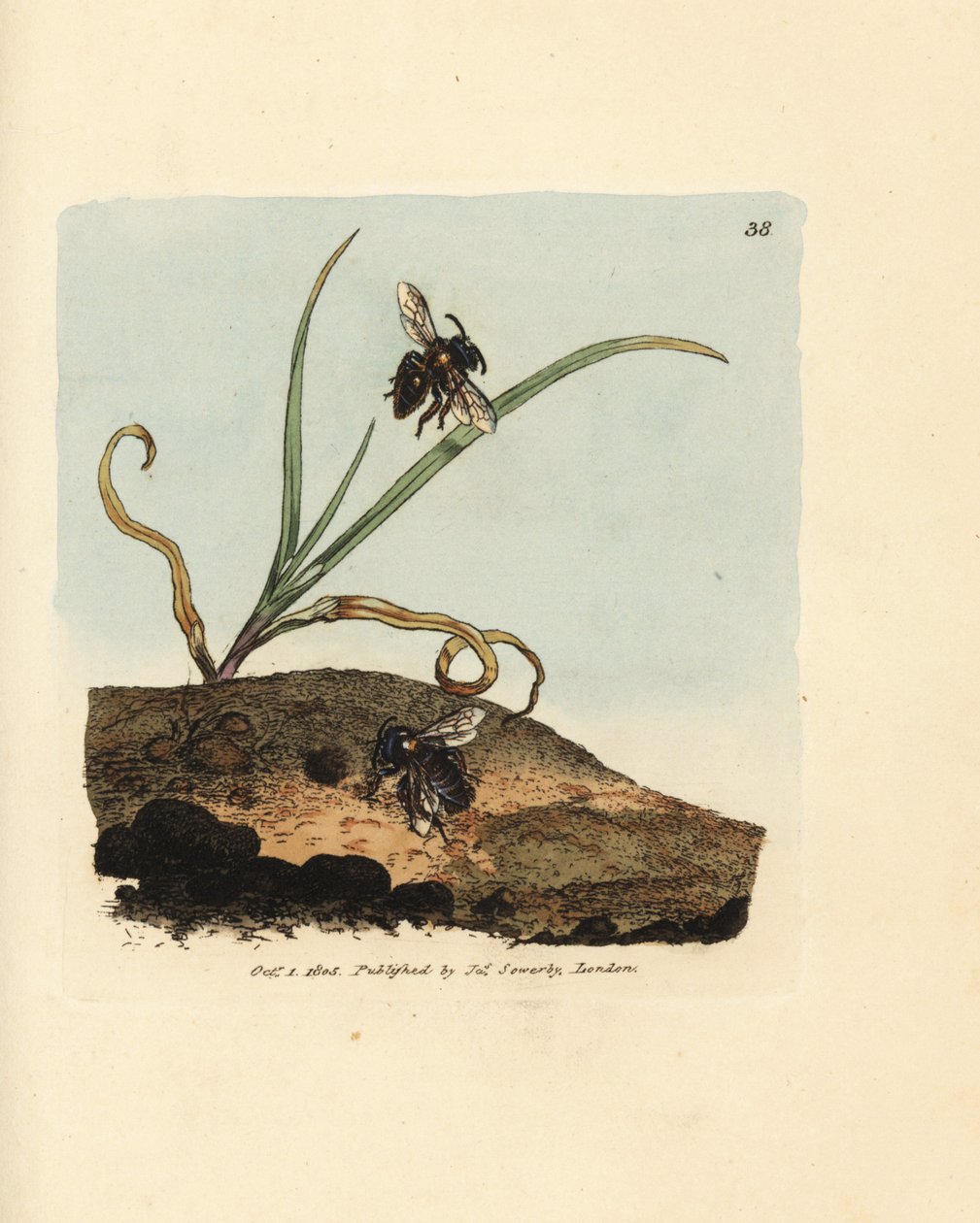 Zandbij, Andrena nigroaenea. Illustratie van James Sowerby uit 