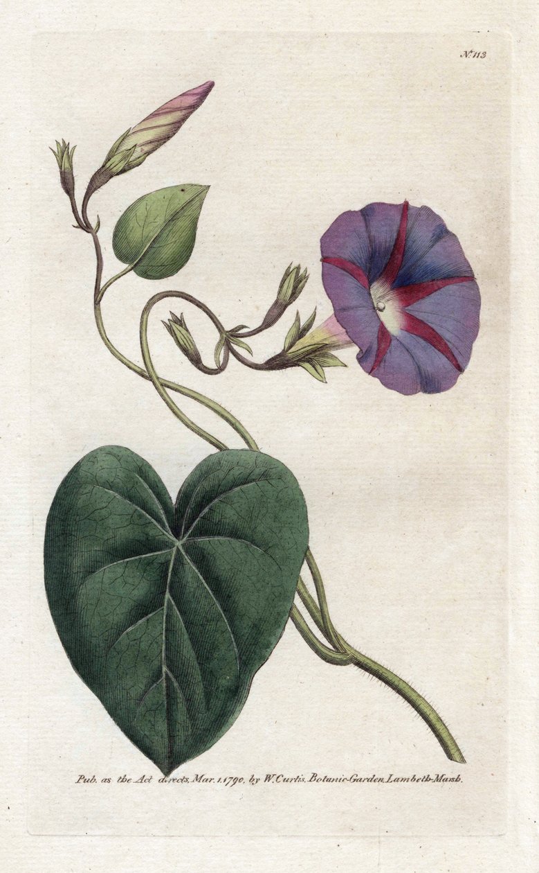 Ipomee. Lithografie door James Sowerby uit William Curtis