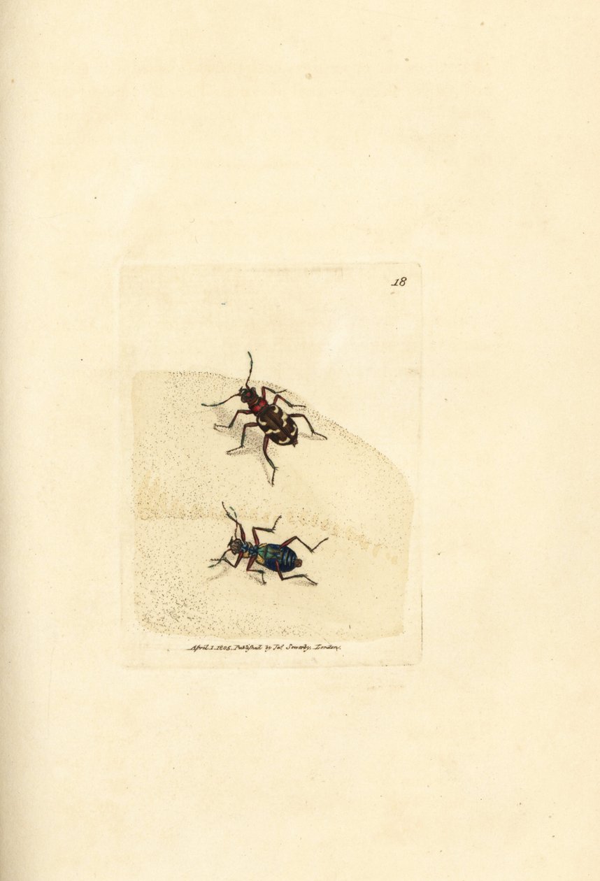 Noordelijke duintijgerkever, Cicindela hybrida. Handgekleurde kopergravure door James Sowerby uit The British Miscellany, of Coloured figures of new, rare, or little known animal subjects. door James Sowerby