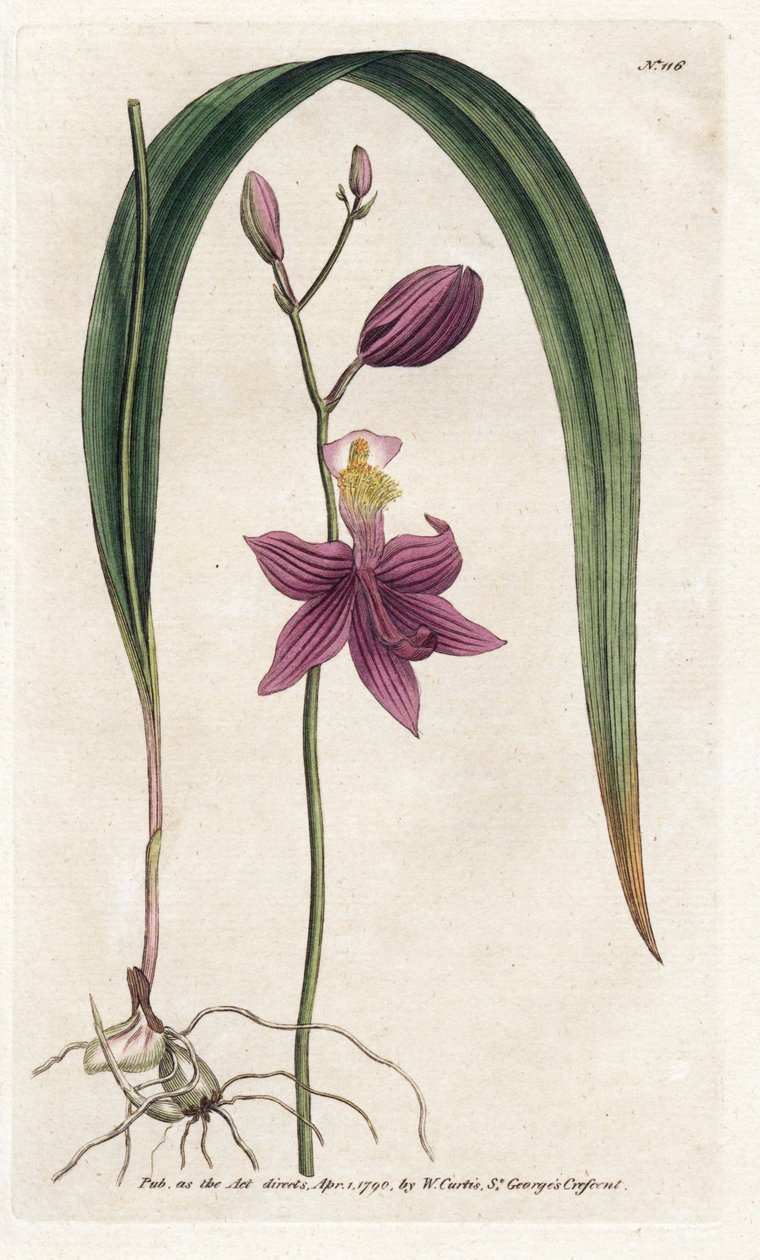 Orchidee: calopogon tuberus - Lithografie door James Sowerby (1757-1822), uit William Curtis