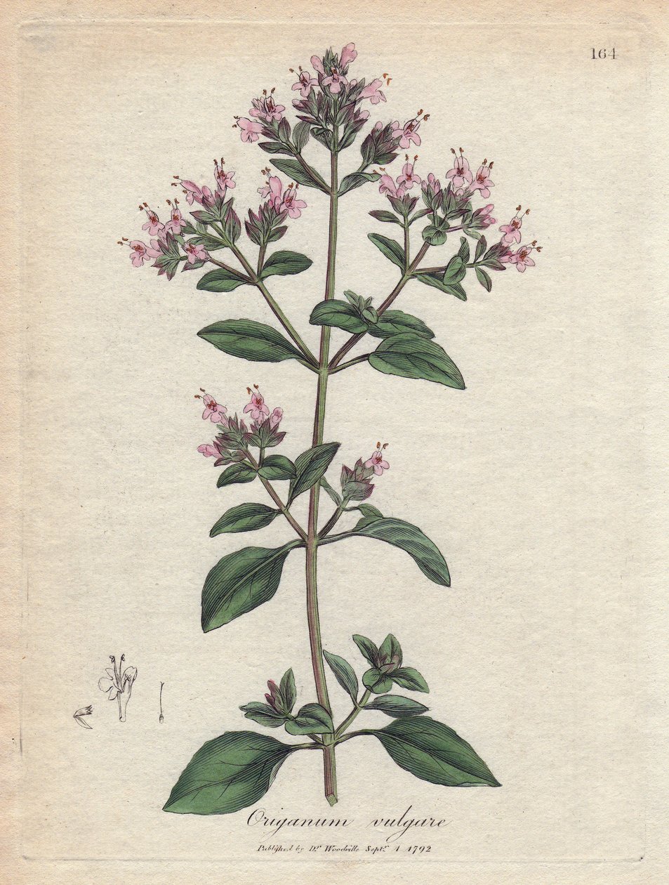 Oregano. Illustratie van James Sowerby in 