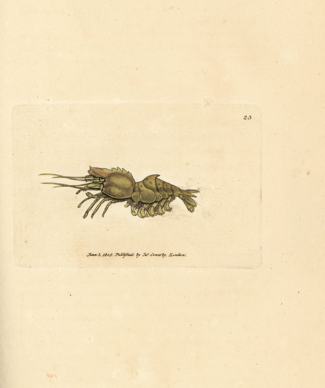 Papegaaigarnaal, Spirontocaris spinus (Rugstekelige garnaal; Cancer spinus) door James Sowerby