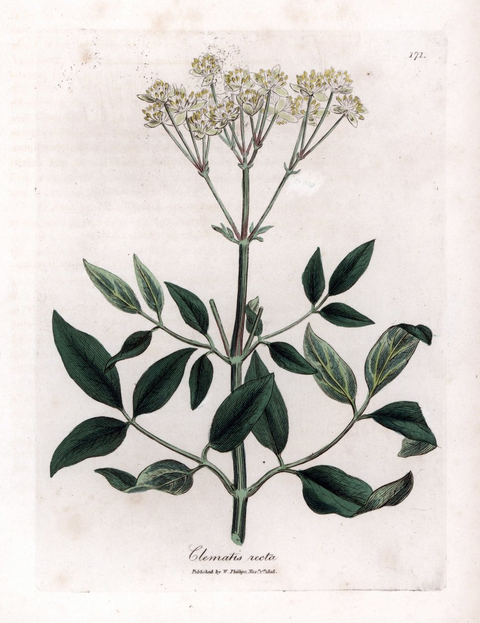 Vaste clematite - Rechte maagdenwijn, Clematis recta. Handgekleurde kopergravure uit een botanische illustratie door James Sowerby uit William Woodville en Sir William Jackson Hooker