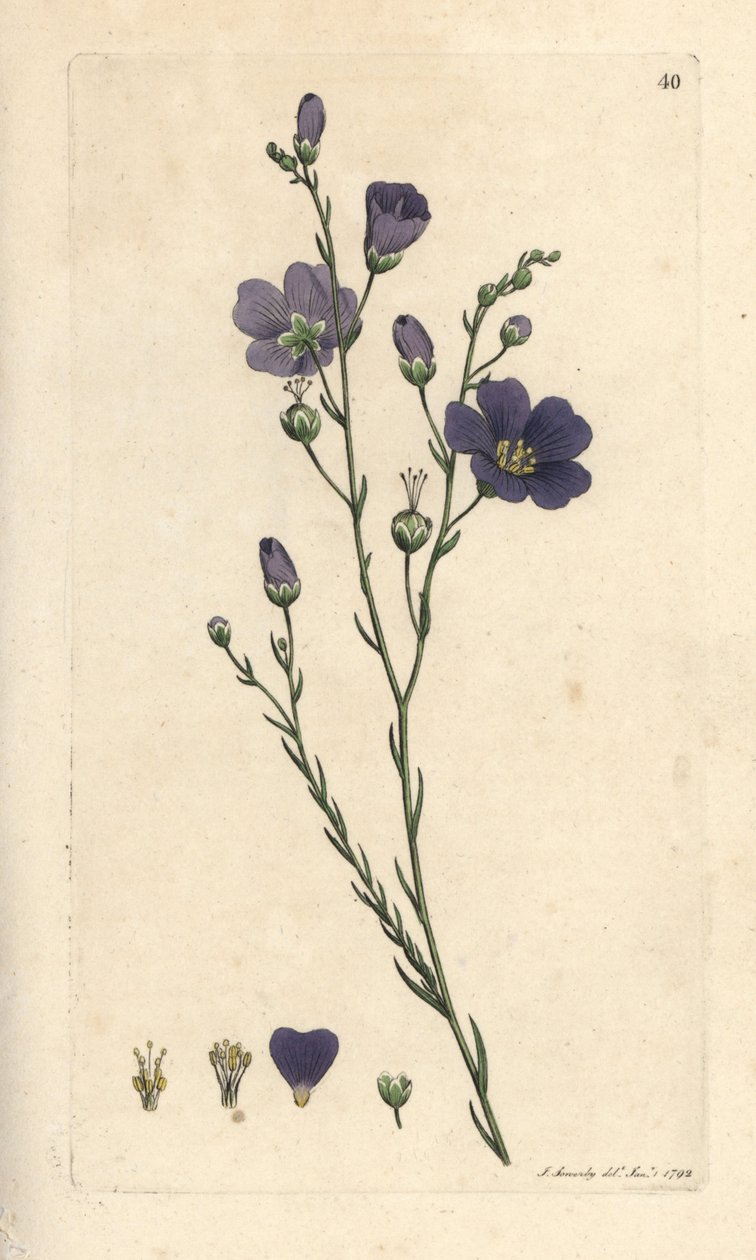 Vaste vlas, Linum perenne (linnen perace) Handgekleurde kopergravure naar een illustratie door James Sowerby uit James Smith