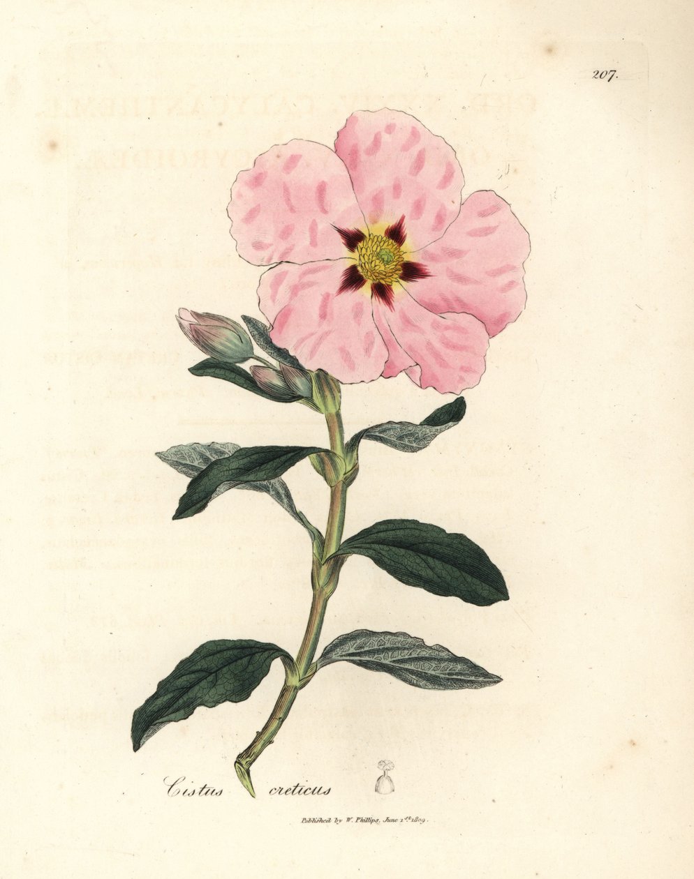 Roze bloeiende Kretenzische cistus, Cistus creticus door James Sowerby