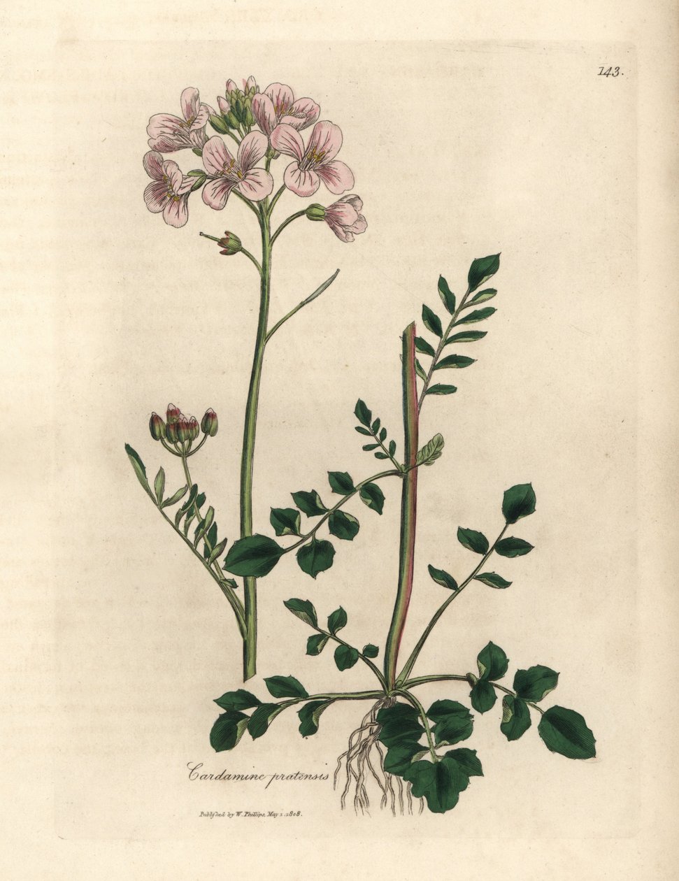Roze bloeiende pinksterbloem, Cardamine pratensis door James Sowerby