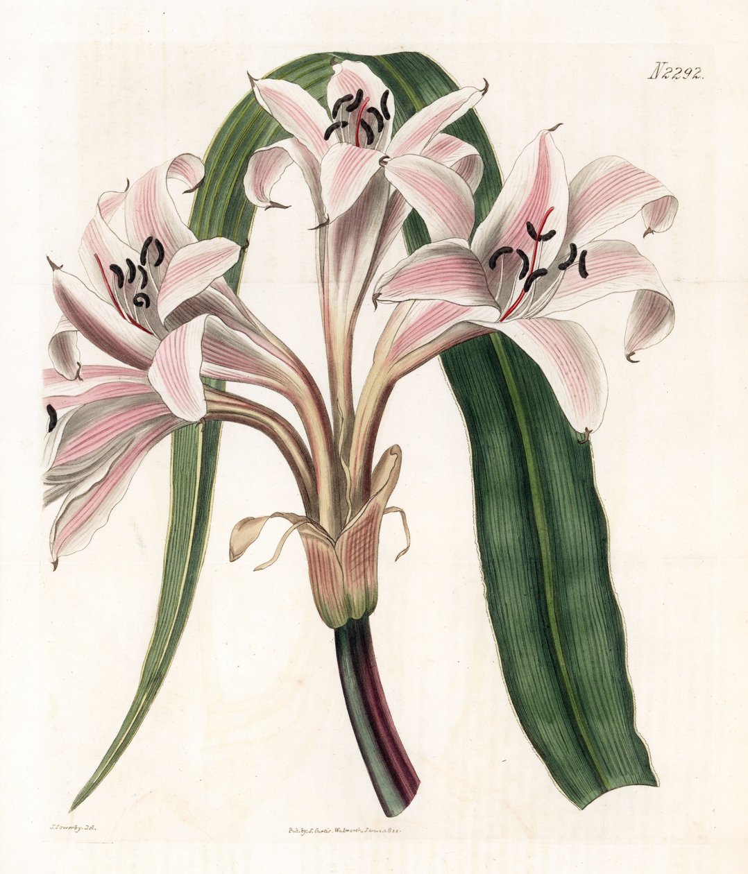 Roze lelie variëteit - Roze gestreepte trompetlelie, Crinum latifolium (Molucca crinum, Crinum moluccanum) door James Sowerby