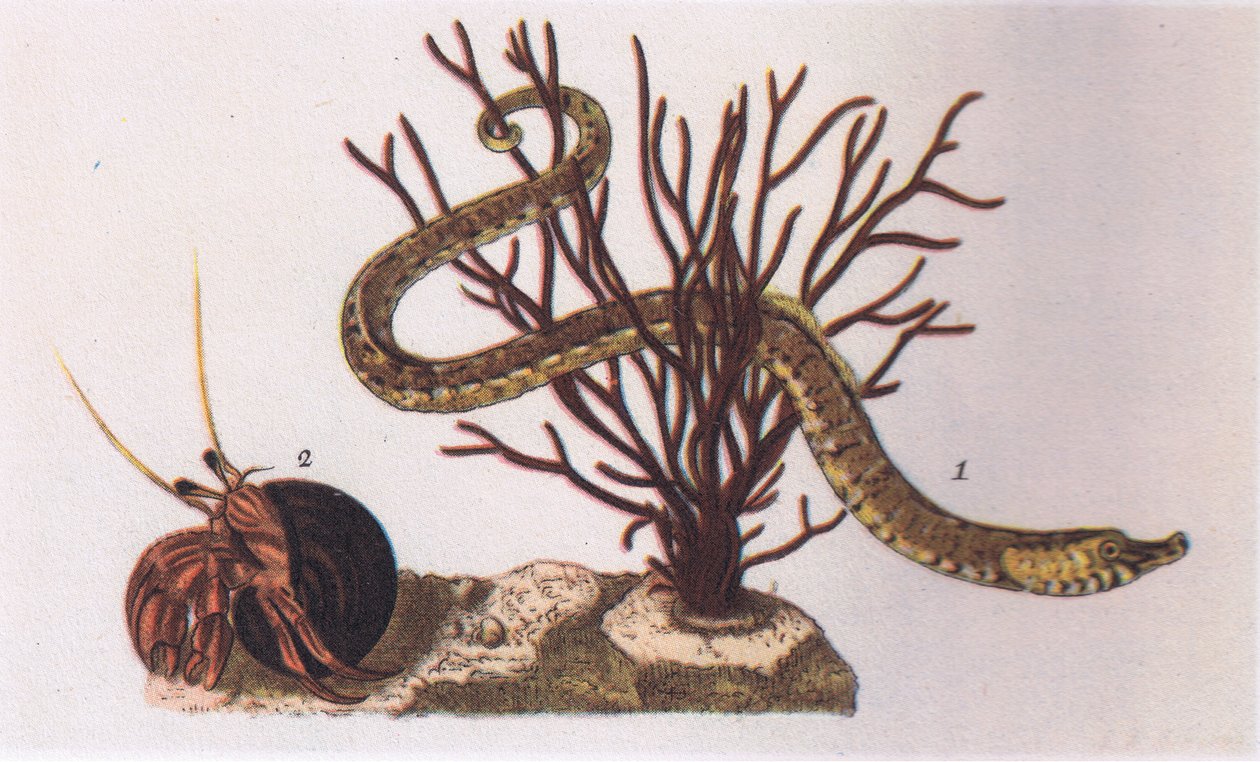 Pijpvis en Heremietkreeft, Natuur in Groot-Brittannië uitgegeven door Collins, 1946 door James Sowerby